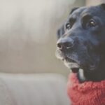Simple Knitting Guide: Create a Dog Scarf for Your Pooch