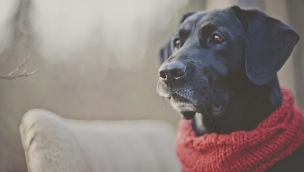 Dog in a scarf